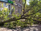 Три дня не могли убрать: в Запорожье рухнуло огромное дерево во дворе дома 