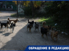 «Дети боятся ездить в школу»: стаи бродячих собак кошмарят жителей Васильевского района