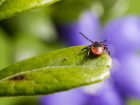 Двое жителей Запорожской области заразились болезнью Лайма от укусов клещей за неделю