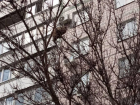 В Запорожье пожарные спасли забравшегося на дерево мартовского кота