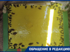 “Лезут через балкон”: дом жителей Днепрорудного превратился в рассадник тараканов