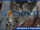 Жительница Энергодара показала на видео кишащую мышами многоэтажку