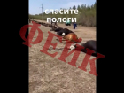 Фейки о падеже скота в Пологовском округе распространили в соцсетях