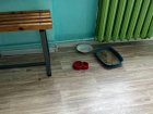 Есть даже лоток и собственная миска: кошка поселилась в мелитопольской школе №25