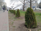 В Мелитополе высадили хвойные деревья к 80-летию Великой Победы