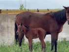 Вторая лошадь, пострадавшая от удара ВСУ по конной ферме в Акимовке, родила здорового жеребенка