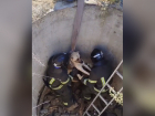 Операцию по спасению упавшей в колодец собаки показали на видео запорожские спасатели