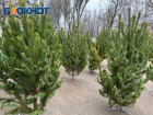 Стало известно, где купить живую ёлку в Мелитополе и округе