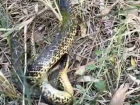 Запорожец спас от мучительной смерти редкую краснокнижную змею