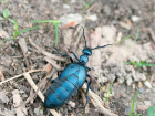 Редкого и крайне ядовитого жука заметили в городе Запорожье 