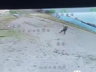 Появилось видео, как житель Великой Знаменки сбил дрон ВСУ шапкой