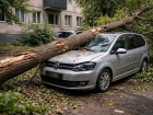 Фонд капремонта выплатит более миллиона рублей за упавшее на иномарку аварийное дерево в Мелитополе