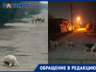 «Их тут штук 20-25»: бездомные собаки закошмарили жителей Мелитополя