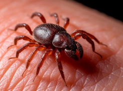 Почти сотню человек покусали клещи за неделю в Запорожье