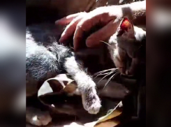 Как кошка спасла бойца ВС РФ от смерти на Запорожском фронте СВО