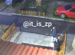 «Куда смотрят родители?»: запорожские подростки начали воровать клумбы