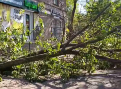 Три дня не могли убрать: в Запорожье рухнуло огромное дерево во дворе дома 