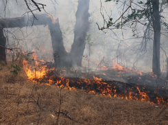 На видео сняли крупный лесной пожар, который не могут потушить двое суток в Запорожье