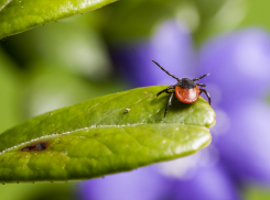 Двое жителей Запорожской области заразились болезнью Лайма от укусов клещей за неделю