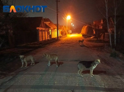 «Их тут штук 20-25». Бездомные собаки закошмарили жителей Мелитополя