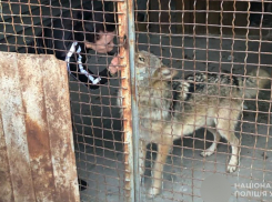 Сбежавший из вольера волк до смерти напугал запорожцев