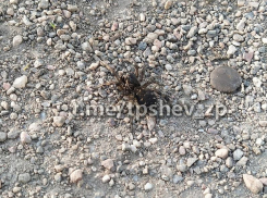 Мохнатого и ядовитого красавчика повстречали у школы в Запорожье