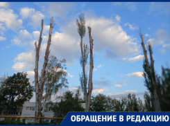 «Сплошной пиар вместо озеленения»: мелитопольцы забили тревогу из-за вырубки здоровых деревьев под видом благоустройства