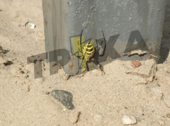 Жуткого паука-осу сфотографировали на Кичкасском пляже в Запорожье