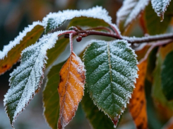 МЧС предупредило запорожцев о заморозках в ближайшие дни