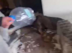 Запорожский подросток жестоко избил пятилитровой бутылкой таксу с щенком 