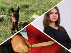 Новости Запорожья: выжившая после теракта лошадь родила жеребенка, 20 ножевых на почве ревности и апелляция по делу Поздеева