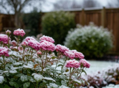 Запорожцев предупредили о заморозках до -3,0°