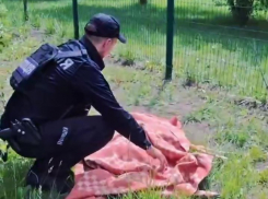 Полицейские в Запорожье спасли обессиленную косулю