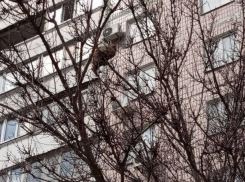 В Запорожье пожарные спасли забравшегося на дерево мартовского кота