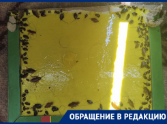 “Лезут через балкон”: дом жителей Днепрорудного превратился в рассадник тараканов