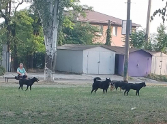 Почти полсотни человек пострадали от укусов собак на улицах Запорожья