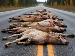 ВСУ начали сбрасывать заминированные тушки животных и птиц на запорожские дороги