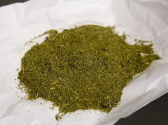 Житель Запорожской области 2 месяца прятал коноплю у себя дома