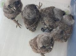 В Запорожье во время ремонта крыши Дворца творчества нашли пятерых совят