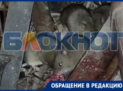 Жительница Энергодара показала на видео кишащую мышами многоэтажку