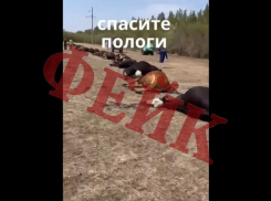 Фейки о падеже скота в Пологовском округе распространили в соцсетях