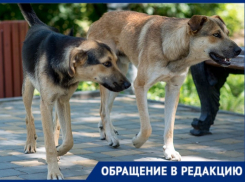 «Целая банда»: стая безнадзорных собак кошмарит жителей Каменки-Днепровской