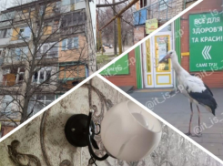 Новости Запорожья: аист «навел порядки» на улице, бесчеловечный удар по людям и энергетический коллапс 