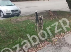 Запорожец показал стаю агрессивных собак, кидающихся на людей
