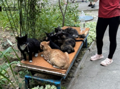 Семь кошек спасли во время пожара в жилой многоэтажке в Запорожье