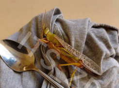 Огромная саранча размером с ложку залетела на балкон к жительнице Запорожья