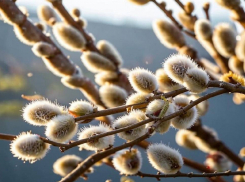 Евгений Балицкий поздравил запорожцев с Вербным воскресеньем