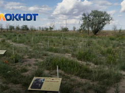Мелитопольцев возмутило состояние деревьев на мемориале линии «Вотан»