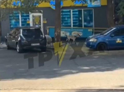 Гулявшие среди людей баран и козлы покорили соцсети в Запорожье 