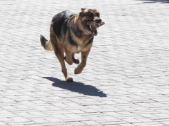 «Мэрия, подумайте о нас»: мелитопольцы возмущены огромными сворами бездомных псов на улицах города